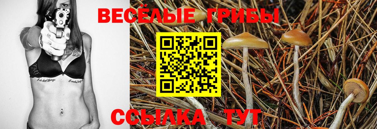 Благодарный  Псилоцибиновые грибы GOLDEN TEACHER  Вход с VPN  Галлюциногенные грибы Psilocybine cubensis 